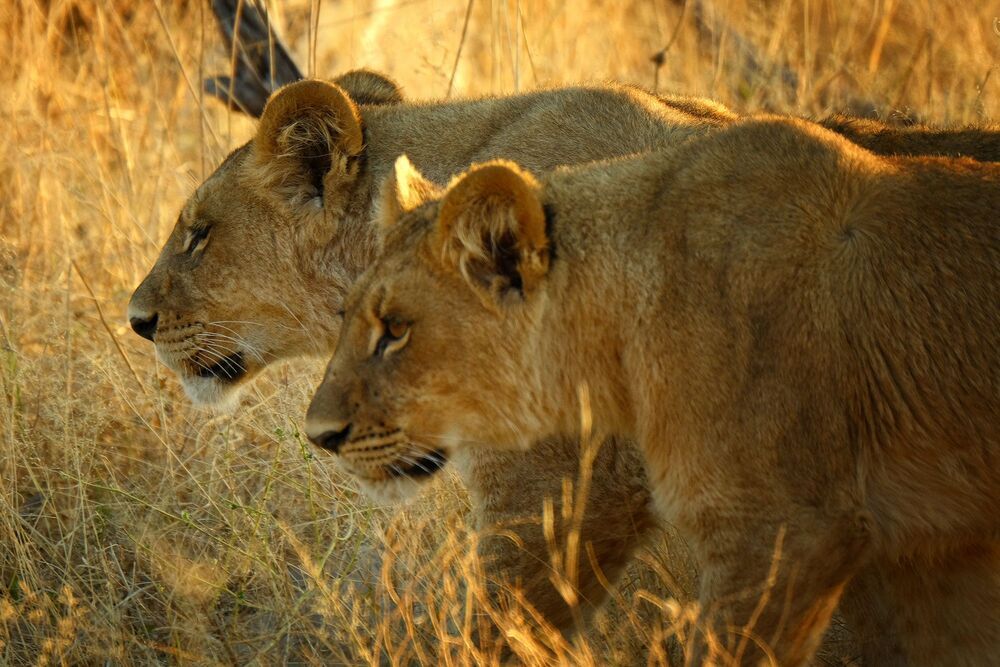 African wildlife