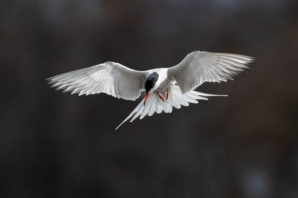 Bird photography