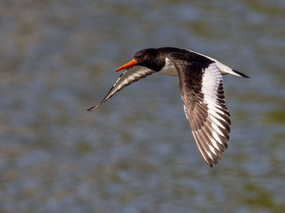 Bird photography