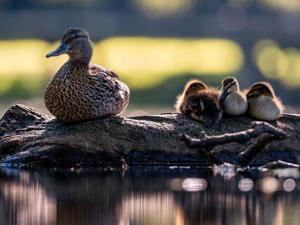 Bird photography