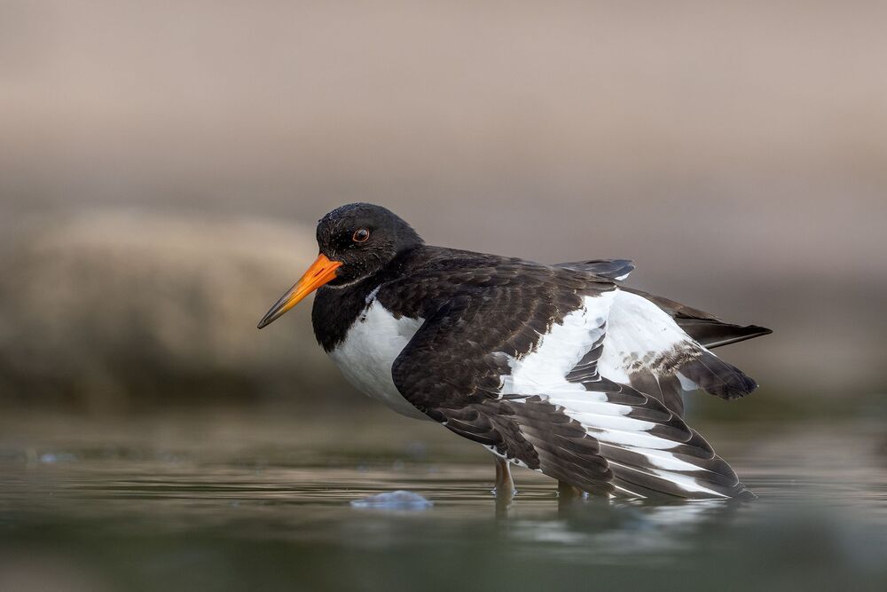 Bird photography