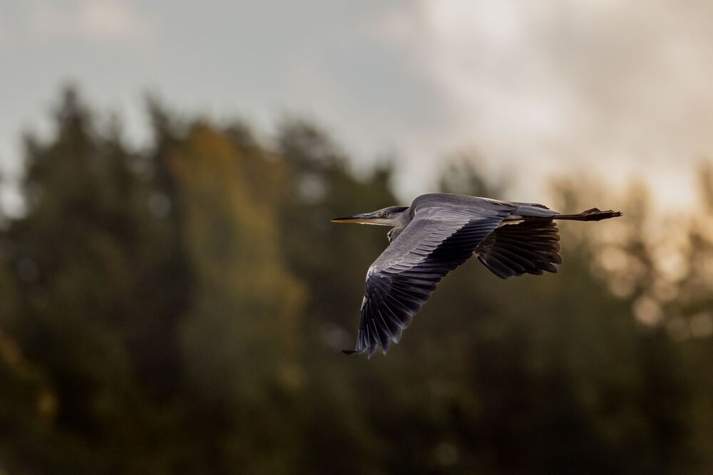 Bird photography