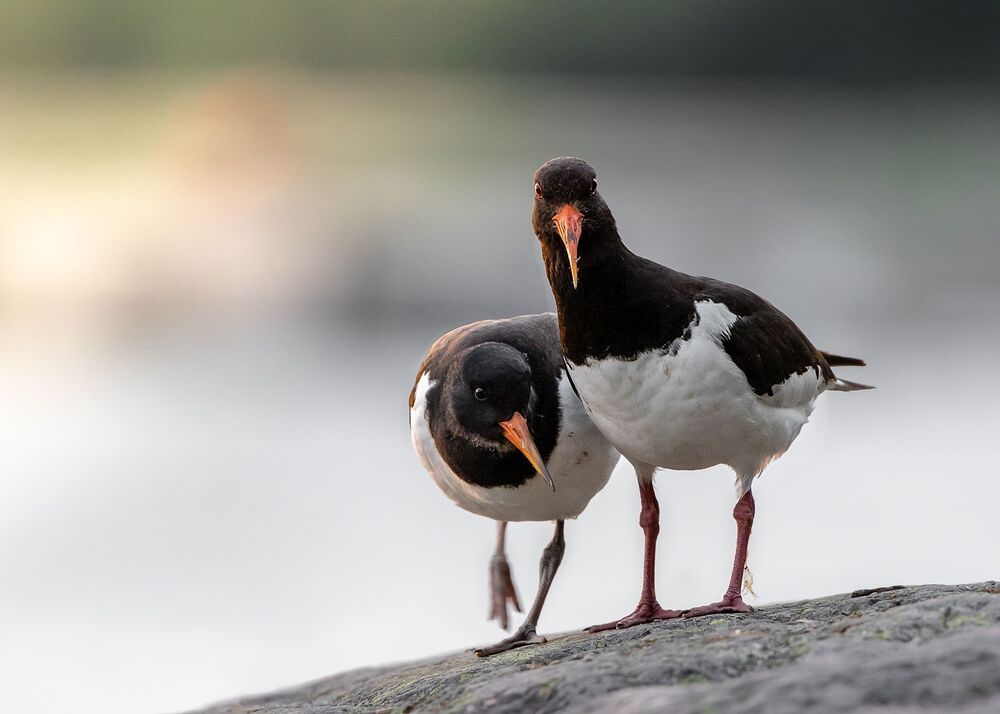 Bird photography