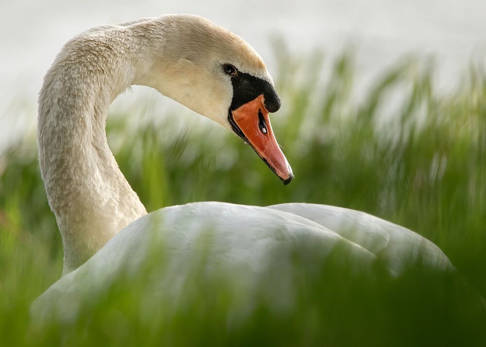 Bird photography