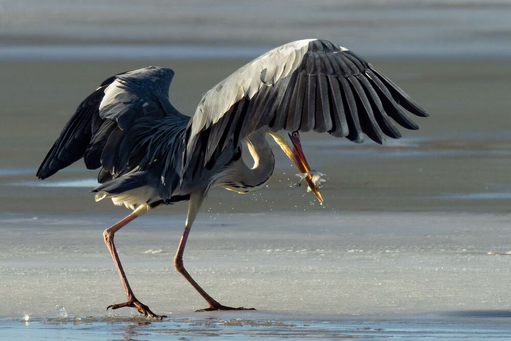 Bird photography