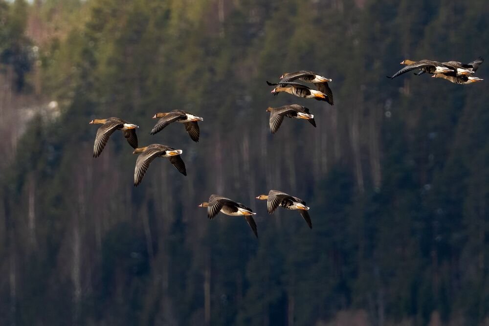 Bird photography