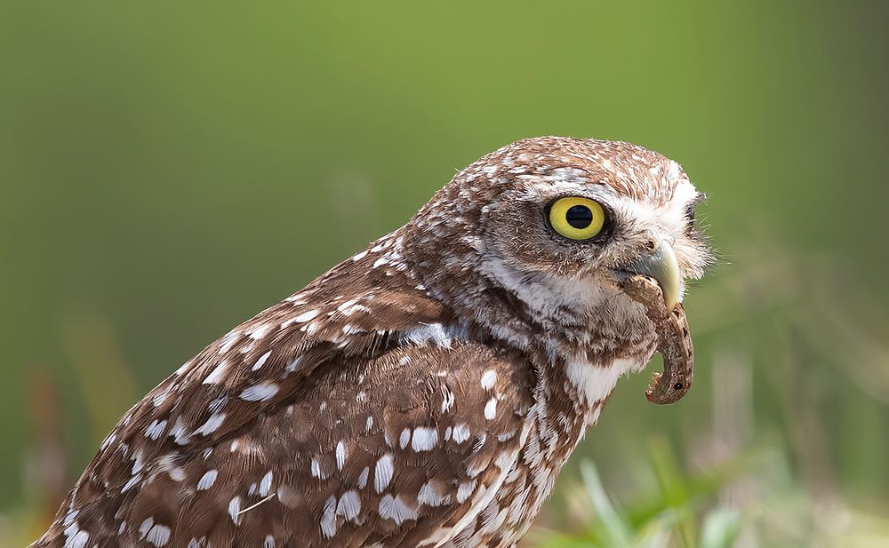 Burrowing Owl - Кроличий сыч с добычей