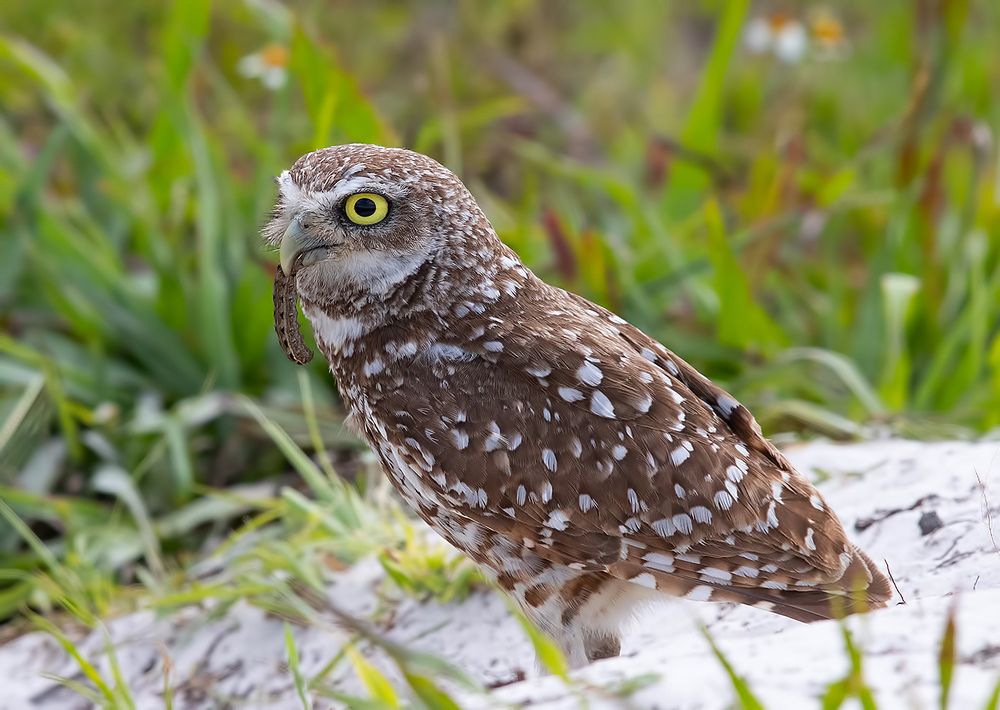 Burrowing Owl - Кроличий сыч с добычей
