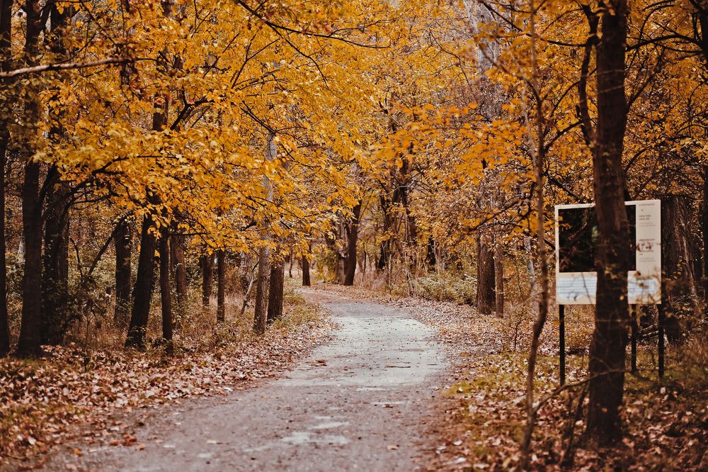 Sweet November