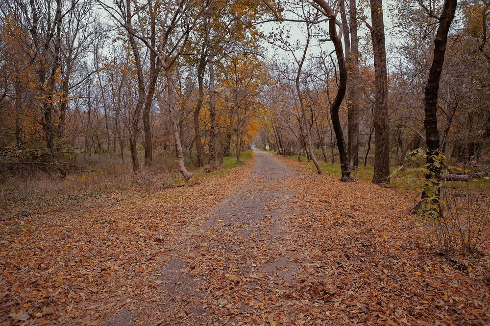 Sweet November