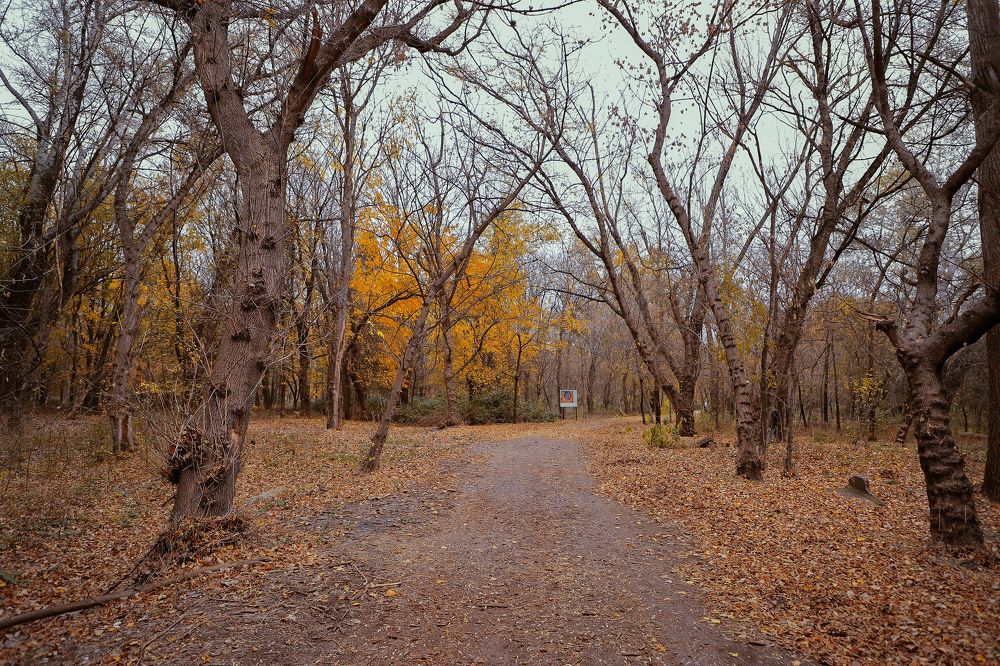Sweet November