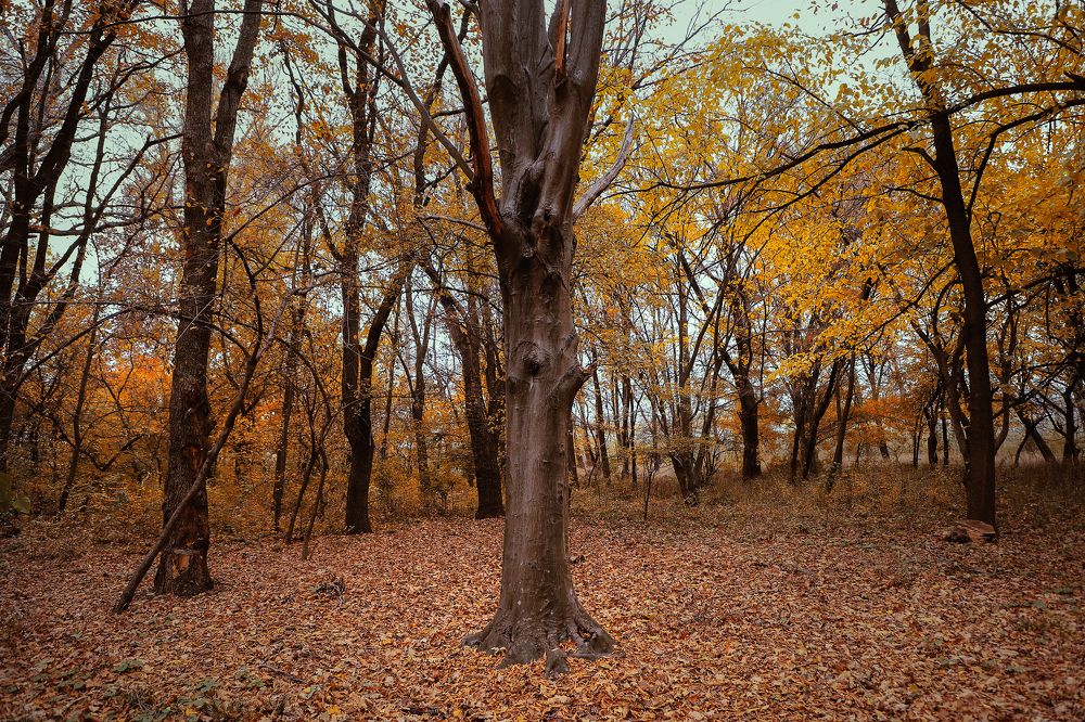 Sweet November