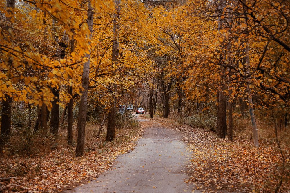 Sweet November