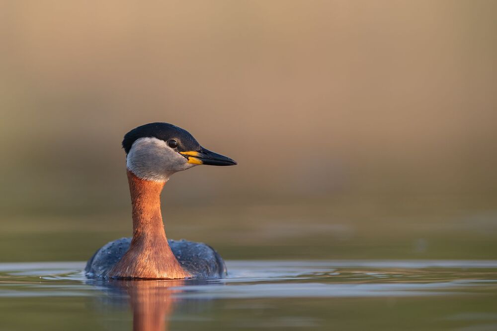 Photo 2046768