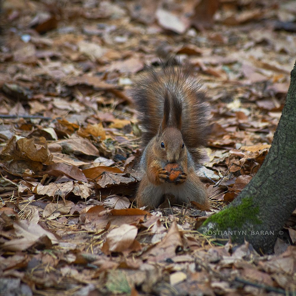Photo 2047782