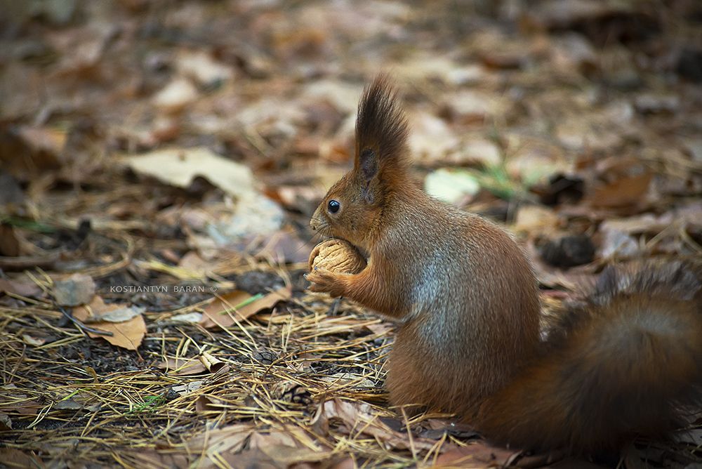 Photo 2047783