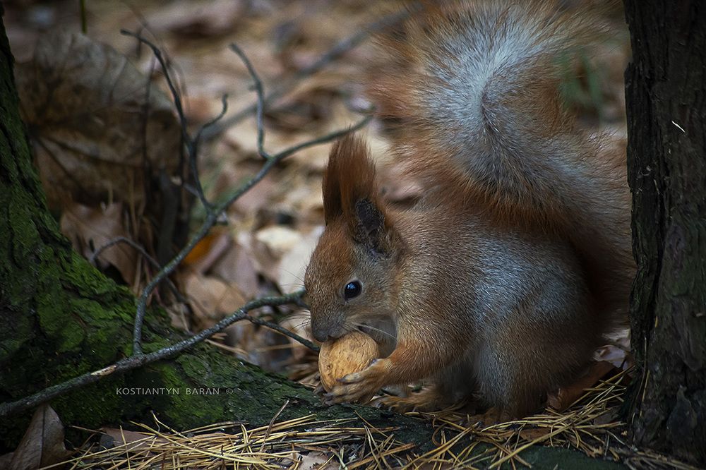 Photo 2047784
