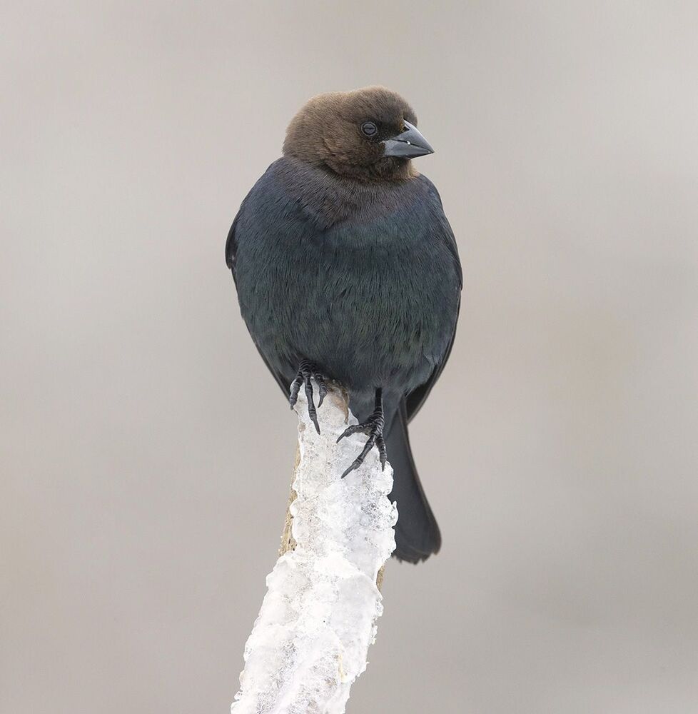 Brown-headed Cowbird male and female - Буроголовый коровий трупиал - пара