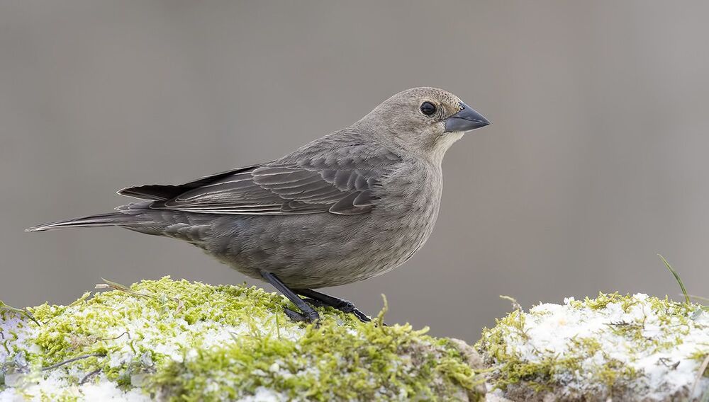 Brown-headed Cowbird male and female - Буроголовый коровий трупиал - пара