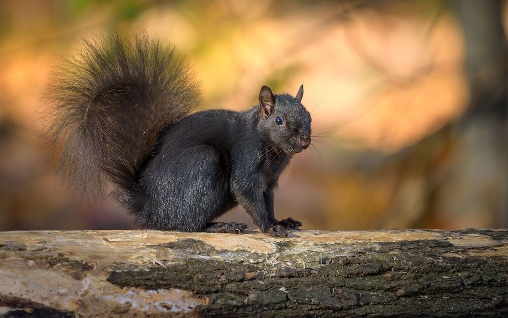 Squirrels in Autumn