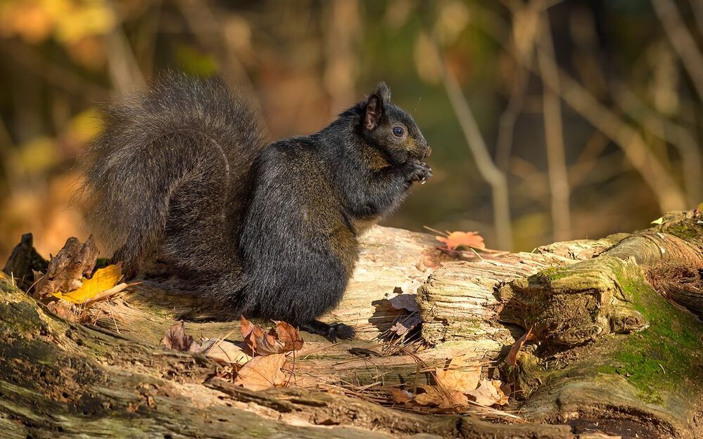 Squirrels in Autumn