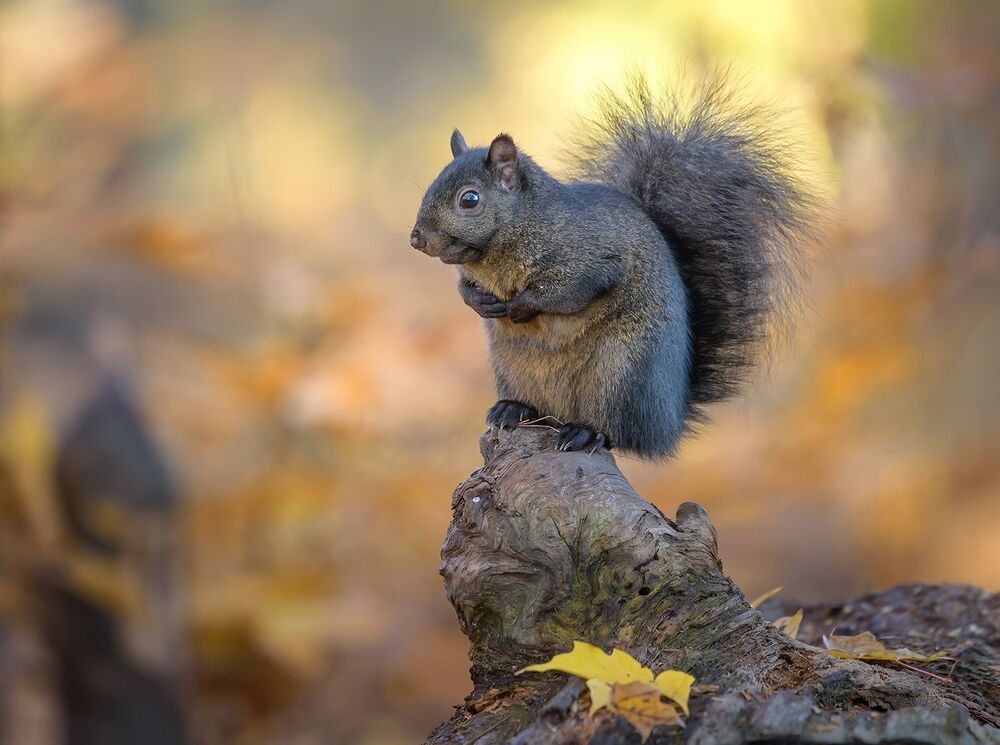 Squirrels in Autumn