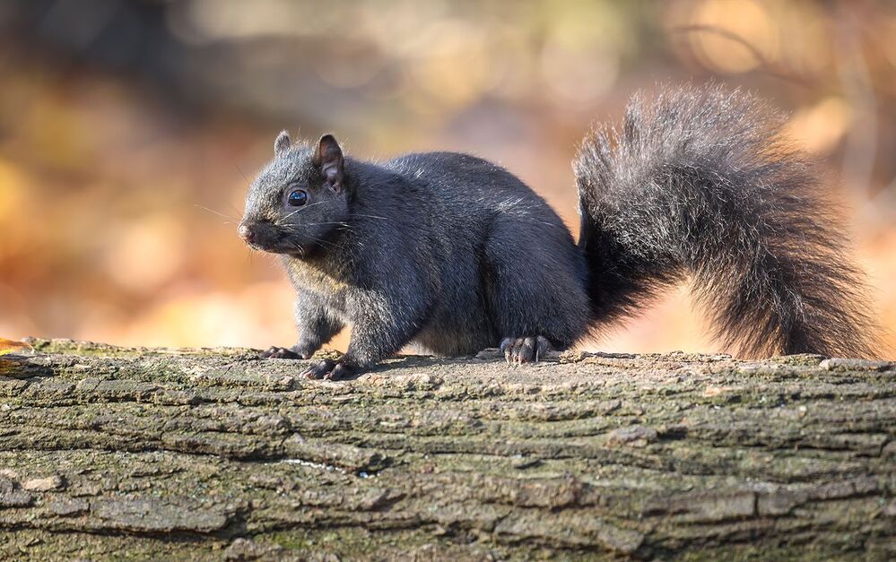 Squirrels in Autumn