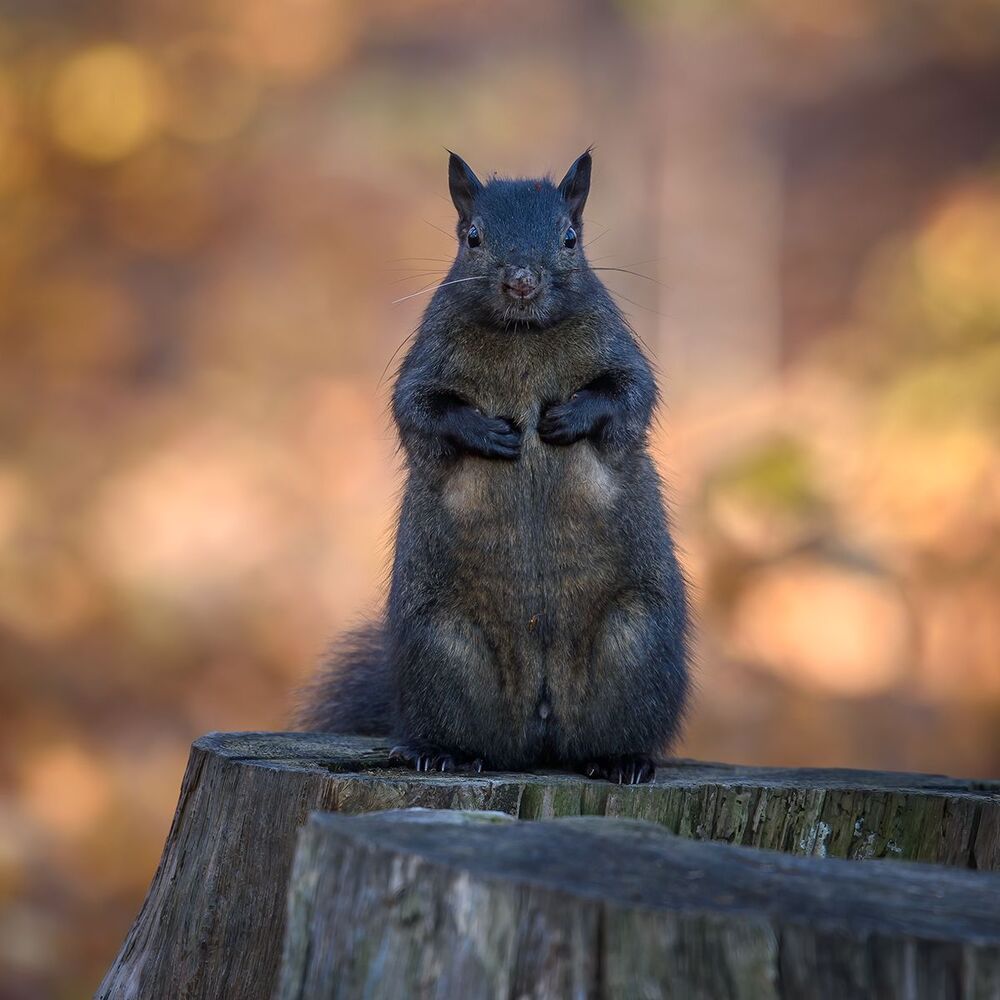 Squirrels in Autumn