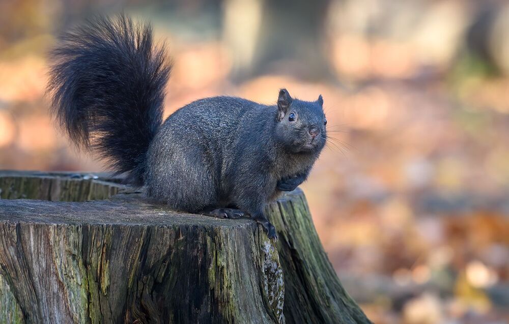 Squirrels in Autumn