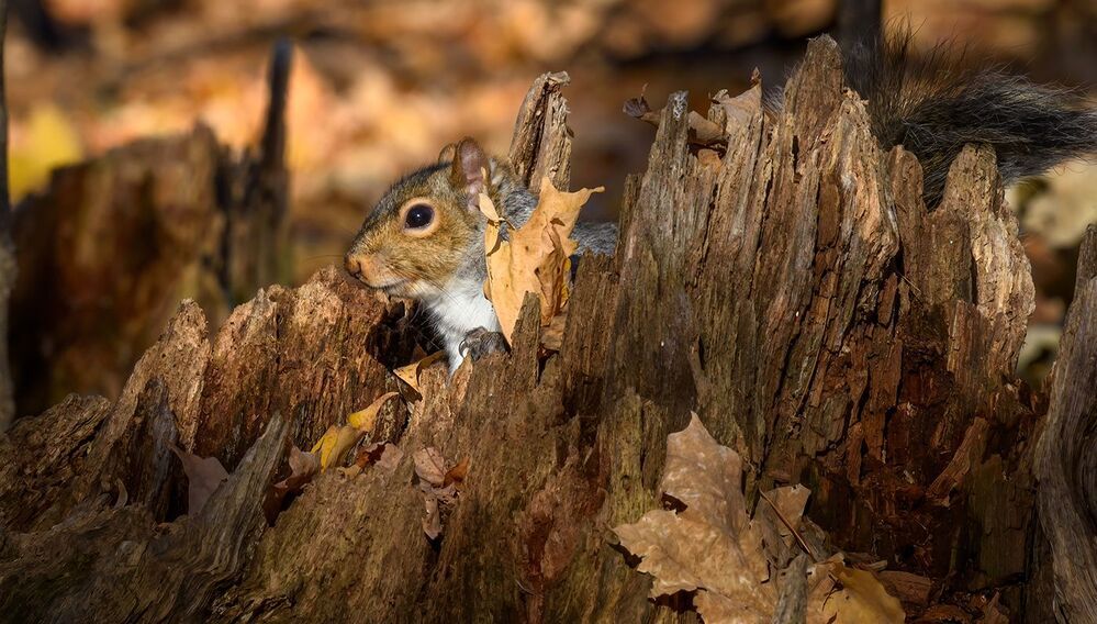 Squirrels in Autumn