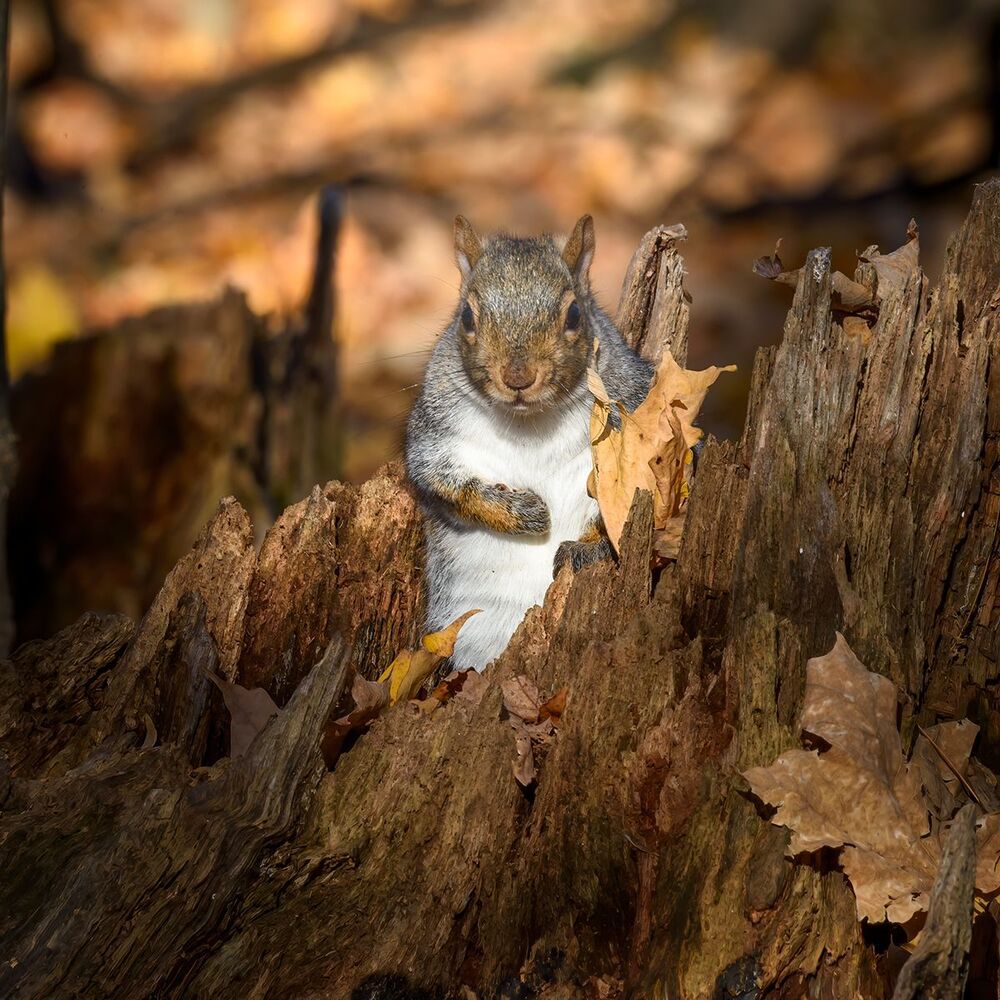 Squirrels in Autumn