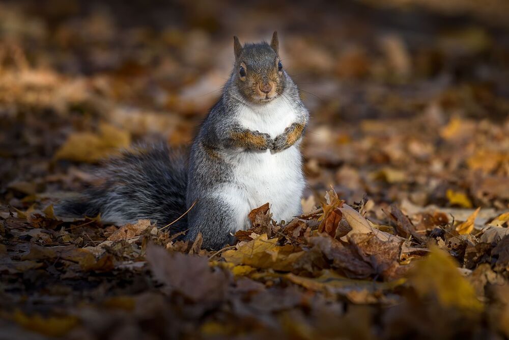 Squirrels in Autumn
