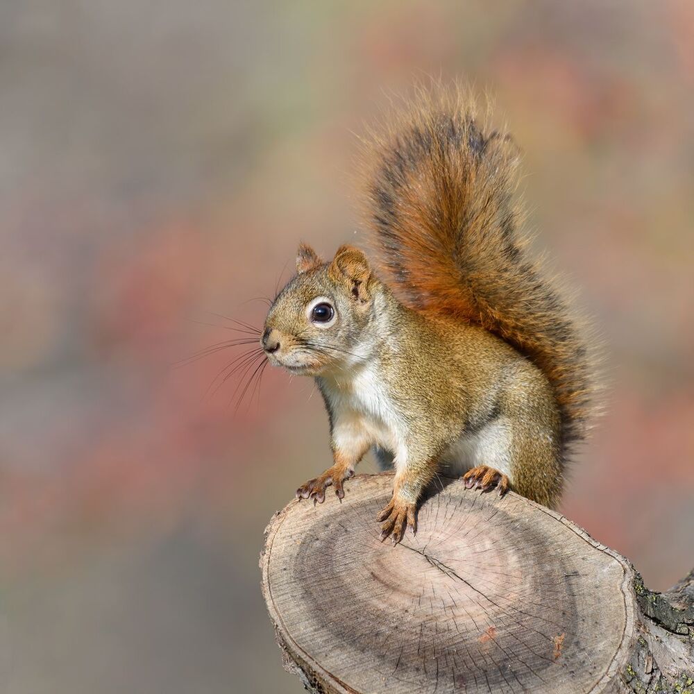 Squirrels in Autumn
