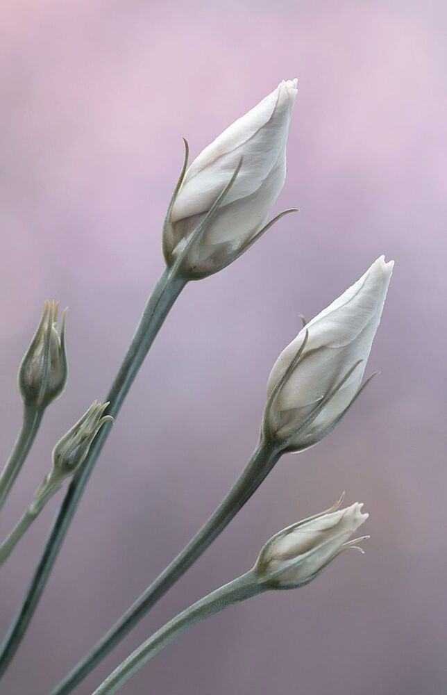 Eustoma