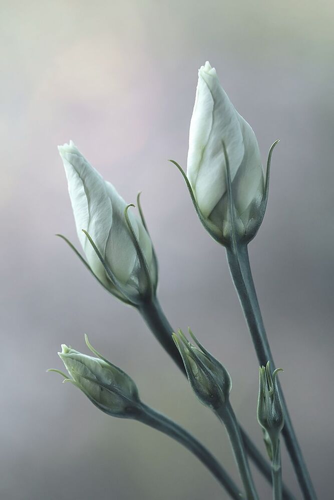 Eustoma