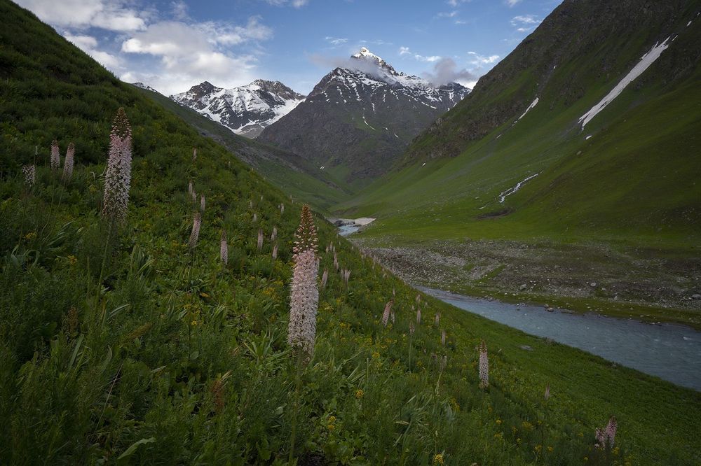 Foxtails and Mountains 