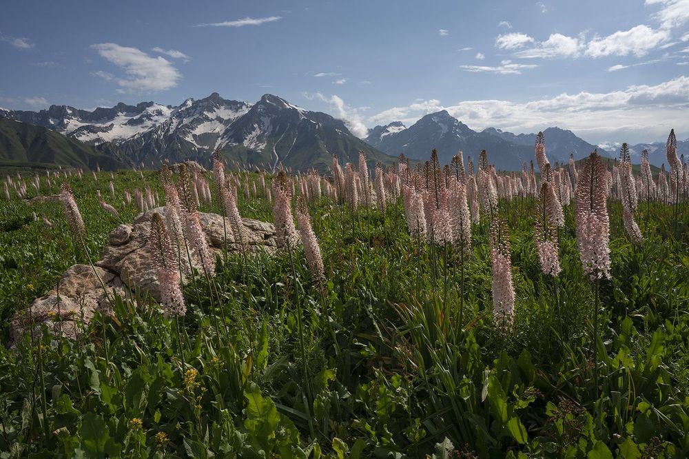 Foxtails and Mountains 