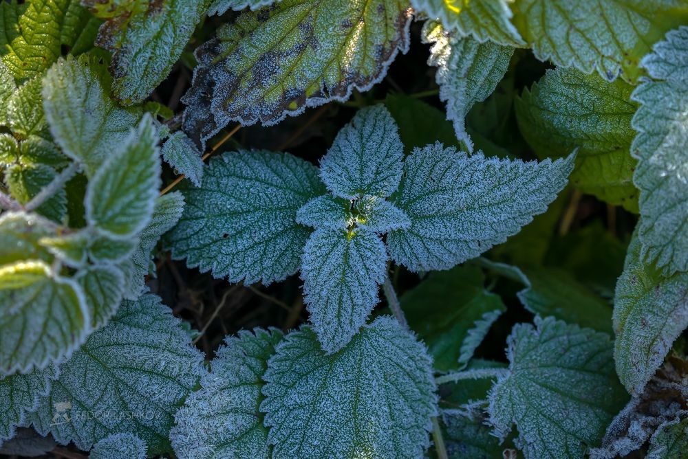Иней на траве.