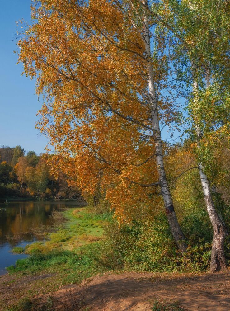 Золотая осень. Речка Синичка