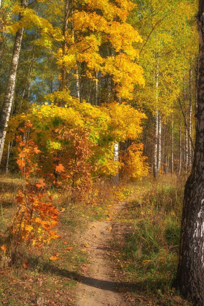 Золотая осень. Речка Синичка
