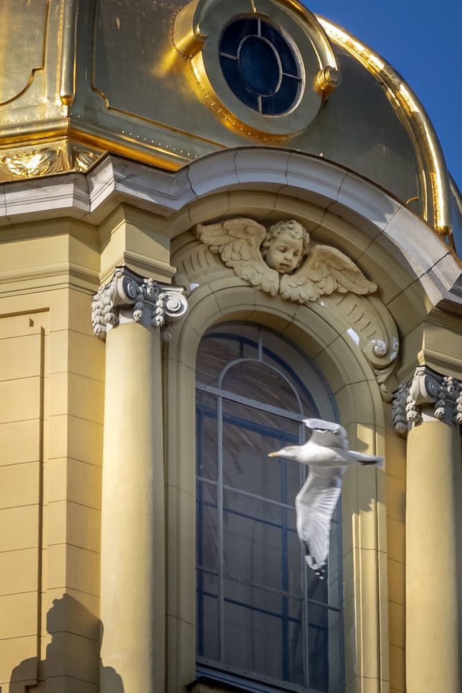 Чайки над Петропавловским Собором