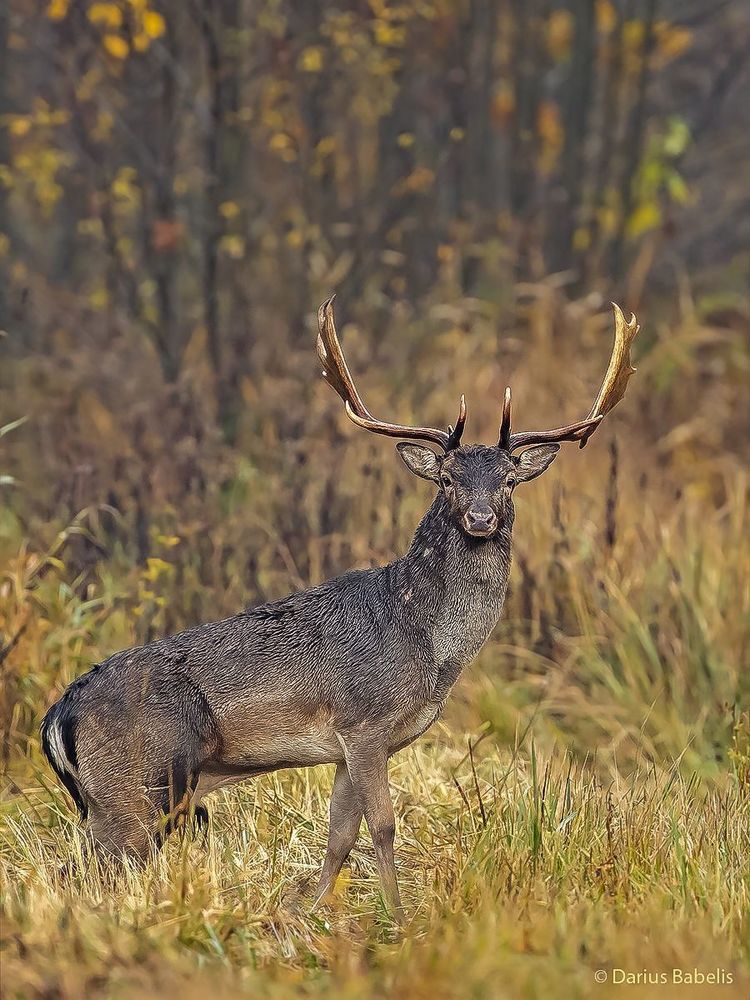 Лань