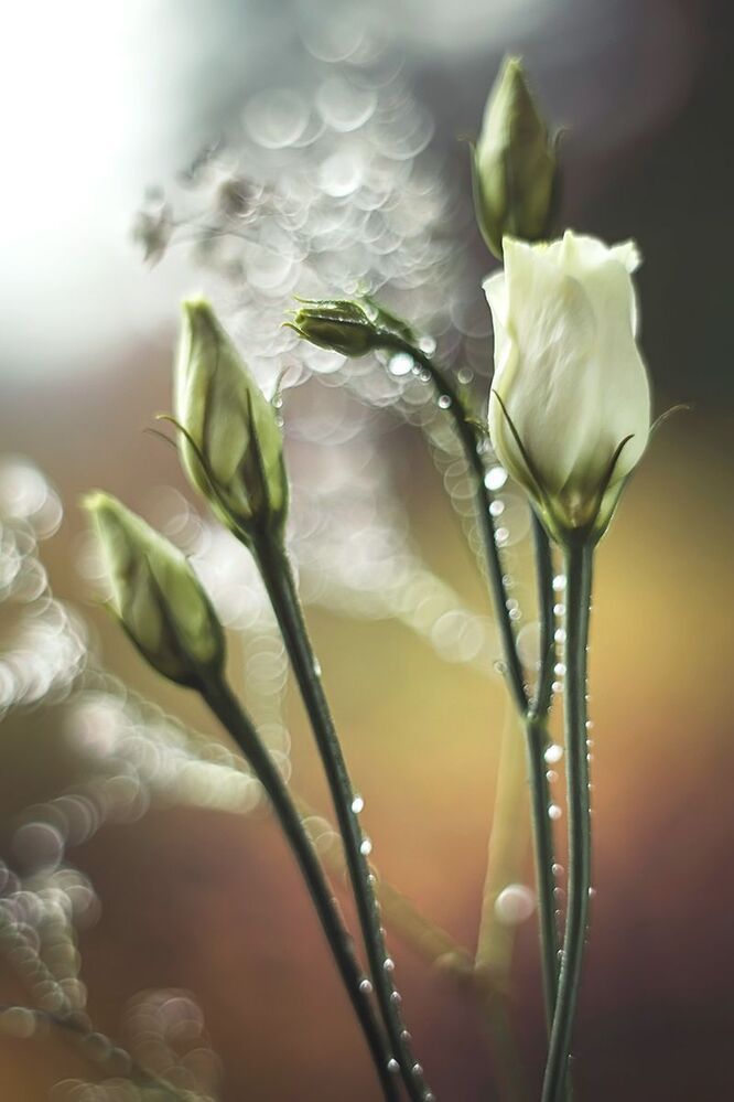 Eustoma