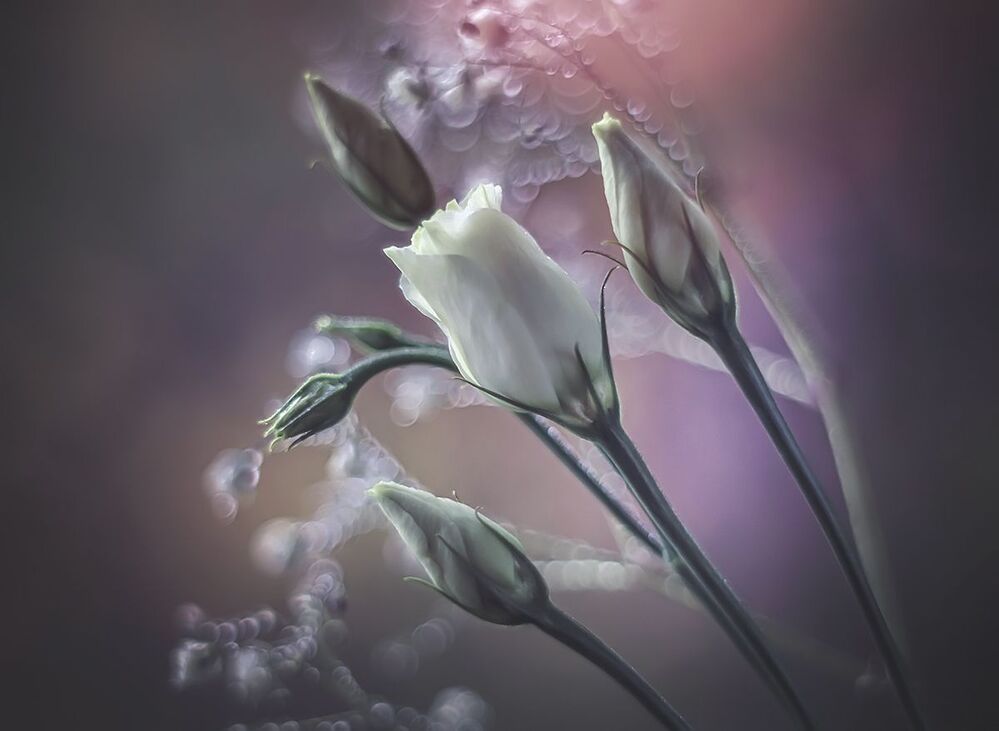 Eustoma