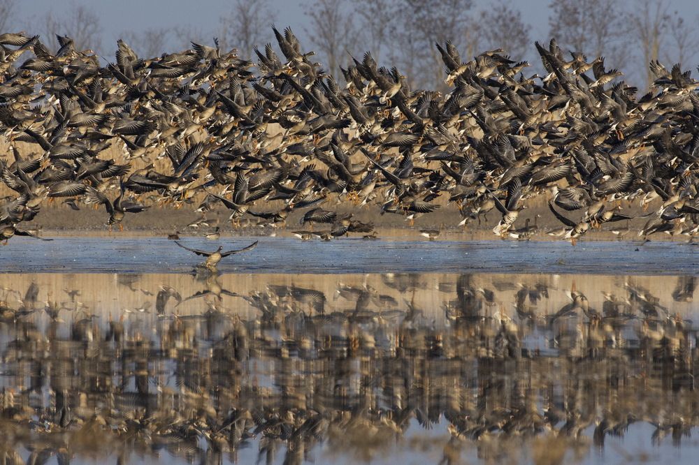 Migration
