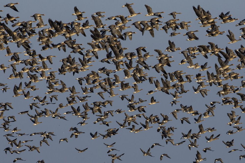 Migration