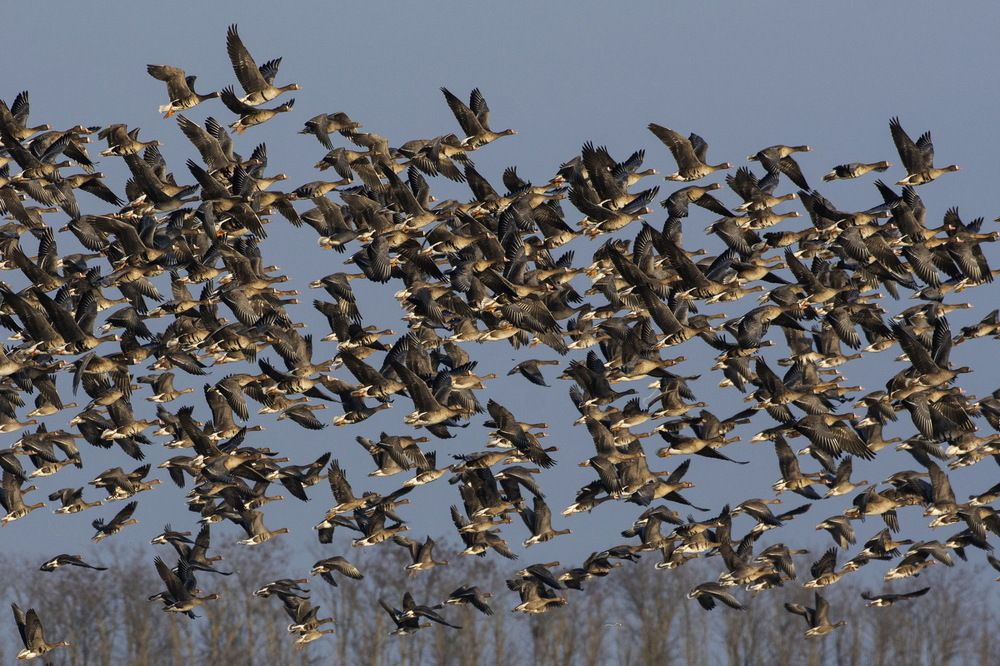 Migration