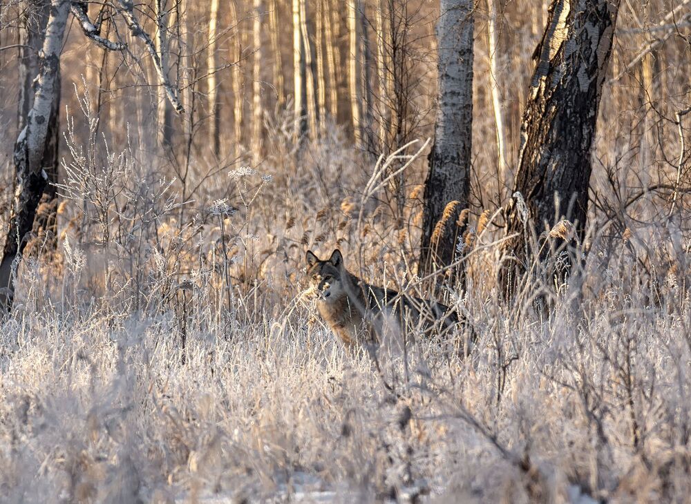 по следам волка.
