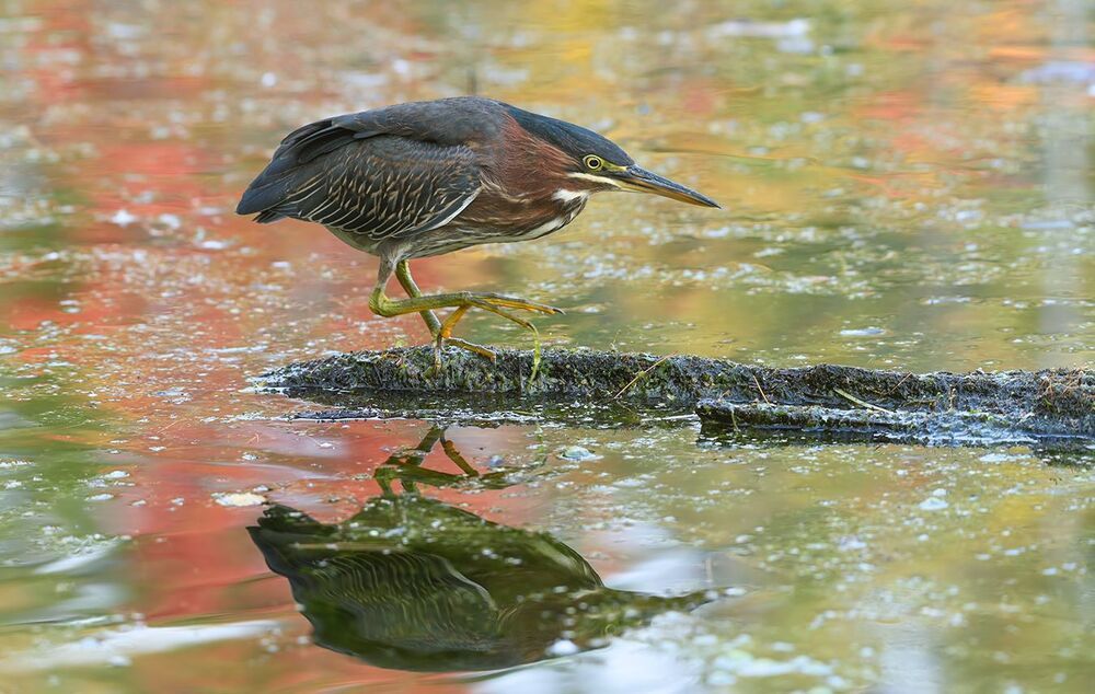 Green heron
