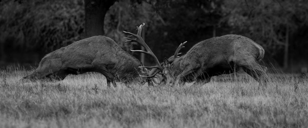 Wildlife
